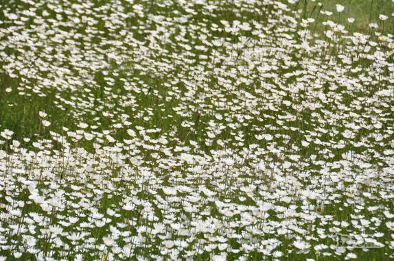 Flores se espalham pela Patagônia andina nessa época do ano, em Villa Traful, no Parque Nacional Nahuel Huapi, na Argentina